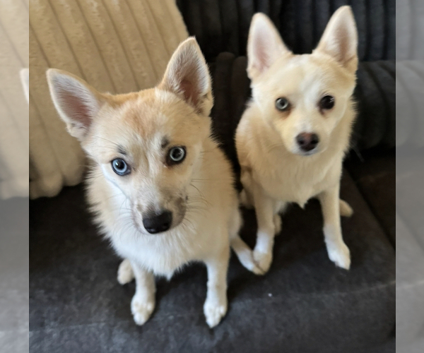 Medium Photo #244 Pomsky Puppy For Sale in LOVELAND, CO, USA