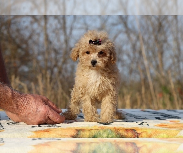 Medium Photo #8 Poodle (Toy) Puppy For Sale in DYERSBURG, TN, USA