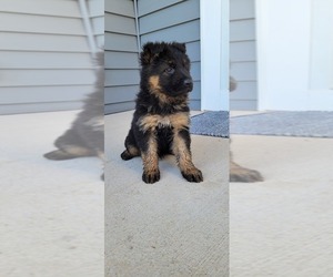 German Shepherd Dog Puppy for sale in OGDEN, NY, USA