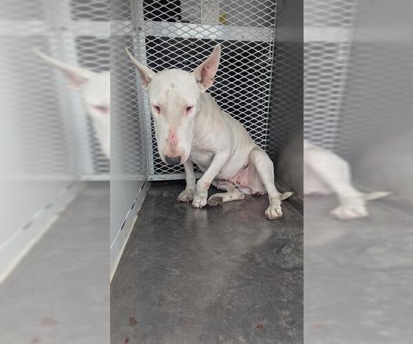 Medium Photo #1 Bull Terrier Puppy For Sale in Bakersfield, CA, USA