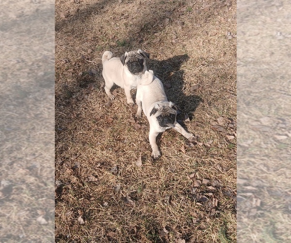 Medium Photo #3 Pug Puppy For Sale in EDGAR, WI, USA