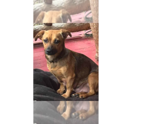 Dachshund-Unknown Mix Dogs for adoption in New York, NY, USA