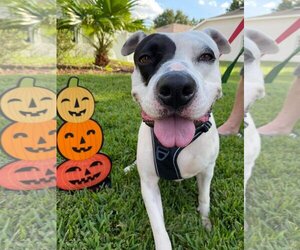 American Staffordshire Terrier-Unknown Mix Dogs for adoption in Valrico, FL, USA
