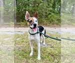 Jack - Male Rat Terrier-Unknown Mix Dog for Adoption - Small photo