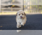 Small #3 Bichpoo-Maltipoo Mix