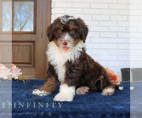 Medium Photo #2 Bernedoodle (Miniature) Puppy For Sale in PARADISE, PA, USA
