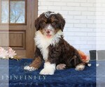 Small #1 Bernedoodle (Miniature)