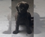 Small #2 Mastiff