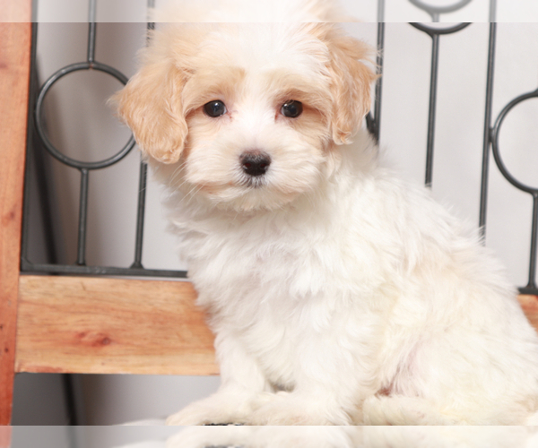 Medium Photo #1 Maltipoo Puppy For Sale in NAPLES, FL, USA