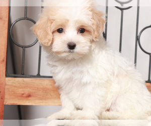Maltipoo Puppy for sale in NAPLES, FL, USA