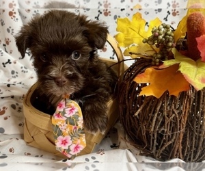 Yorkshire Terrier Puppy for sale in JONESTOWN, TX, USA