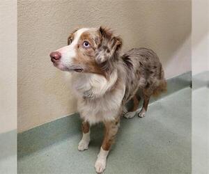 Border Collie Dogs for adoption in Placerville, CA, USA