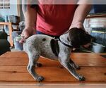 Small Photo #14 German Shorthaired Pointer Puppy For Sale in BEULAVILLE, NC, USA