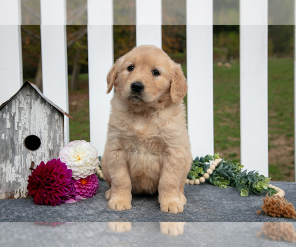 Medium Photo #14 Golden Retriever Puppy For Sale in HOLMESVILLE, OH, USA