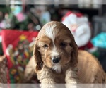 Small #1 Cocker Spaniel