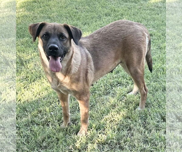 Medium Photo #3 Australian Shepherd-Unknown Mix Puppy For Sale in Phoenix, AZ, USA