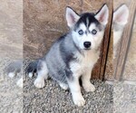 Puppy Frasier Siberian Husky