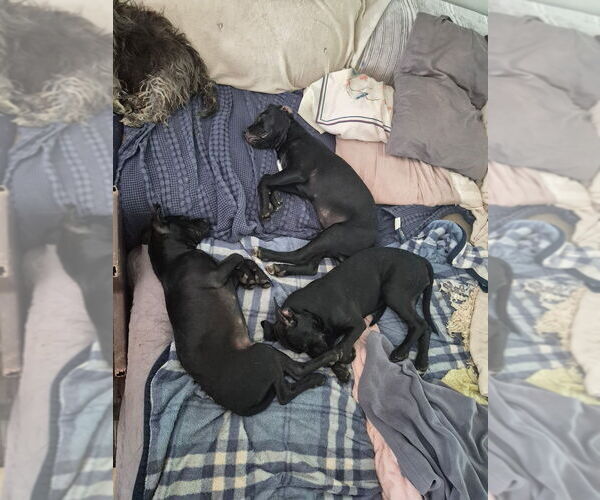 Medium Photo #4 Mutt Puppy For Sale in Candler, NC, USA