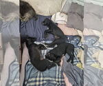 Small #3 Mutt