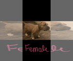Small Photo #12 American Bully Puppy For Sale in BRUNSWICK, OH, USA