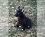 Small Photo #22 German Shepherd Dog Puppy For Sale in OSTRANDER, OH, USA