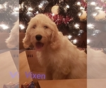 Small Photo #5 Goldendoodle Puppy For Sale in EAST POINT, GA, USA