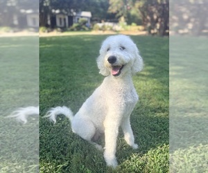 Mother of the Goldendoodle puppies born on 08/04/2026