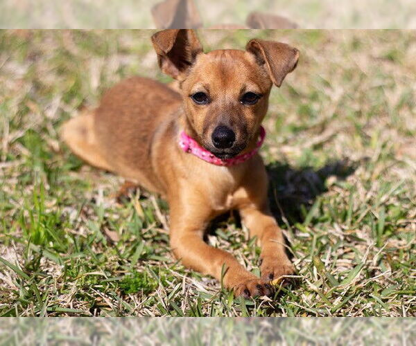 Medium Photo #1 Chihuahua-Unknown Mix Puppy For Sale in Katy, TX, USA