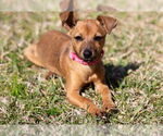 Small Chihuahua Mix