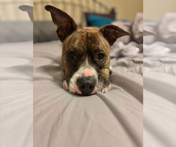 Medium Photo #4 American Pit Bull Terrier Puppy For Sale in Rockville, MD, USA