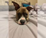 Small #3 American Pit Bull Terrier