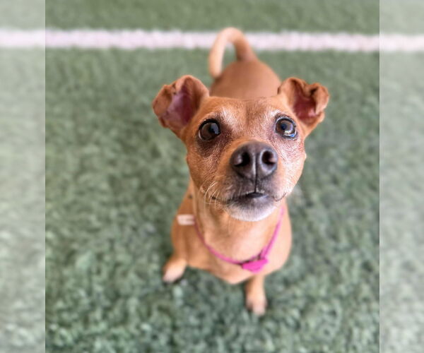 Medium Photo #5 Chiweenie Puppy For Sale in phoenix, AZ, USA