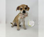 Small #1 Chihuahua Mix