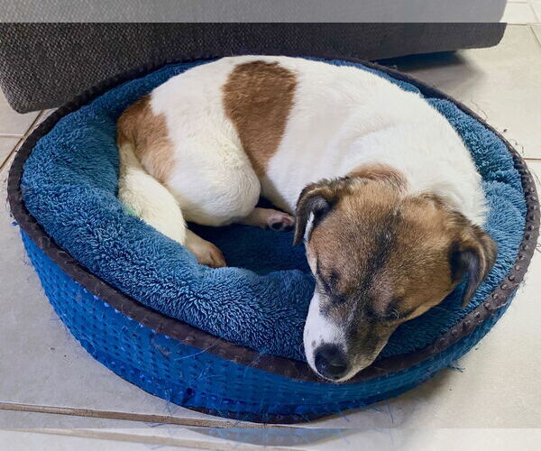Medium Photo #10 Jack Russell Terrier-Spaniel Mix Puppy For Sale in Chester, NJ, USA