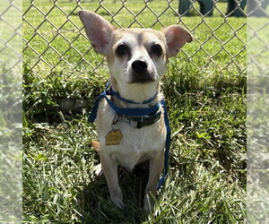 Chihuahua Dogs for adoption in Modesto, CA, USA
