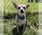 Small Chihuahua