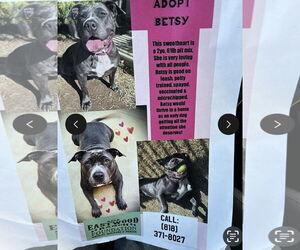American Pit Bull Terrier Dogs for adoption in Marina Del Rey, CA, USA