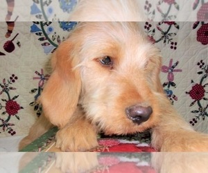 Golden Labrador-Poodle (Standard) Mix Puppy for sale in WEST GROVE, PA, USA