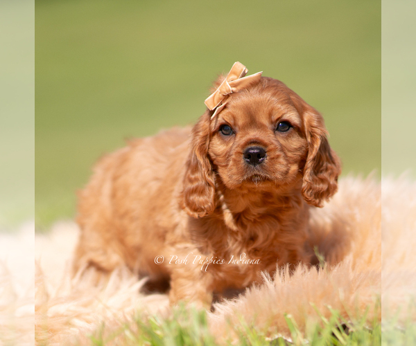 Medium Photo #4 Cavalier King Charles Spaniel Puppy For Sale in WARSAW, IN, USA