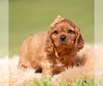Small Photo #16 Cavalier King Charles Spaniel Puppy For Sale in WARSAW, IN, USA
