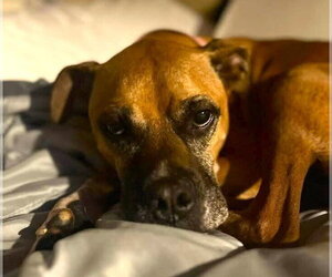 Kirby - Female Boxer Dog for Adoption - Photo #2