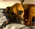 Small Photo #2 Boxer Puppy For Sale in Austin, TX, USA