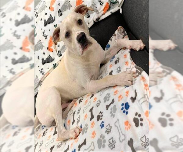 Medium Photo #2 Mutt Puppy For Sale in Peoria, IL, USA