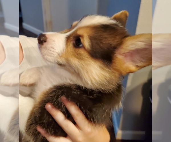 Medium Photo #5 Pembroke Welsh Corgi Puppy For Sale in GRAHAM, WA, USA