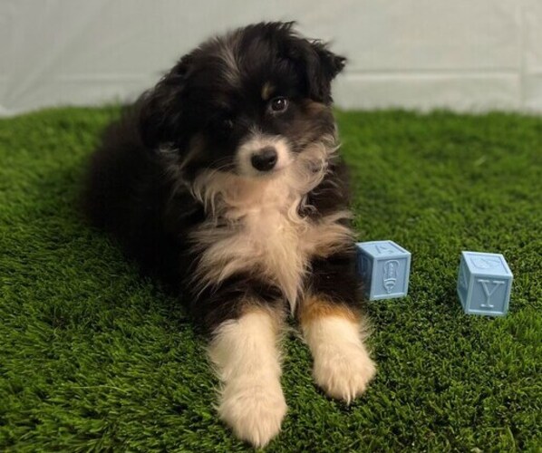Medium Photo #2 Australian Shepherd Puppy For Sale in STUART, FL, USA