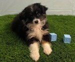 Small #1 Australian Shepherd