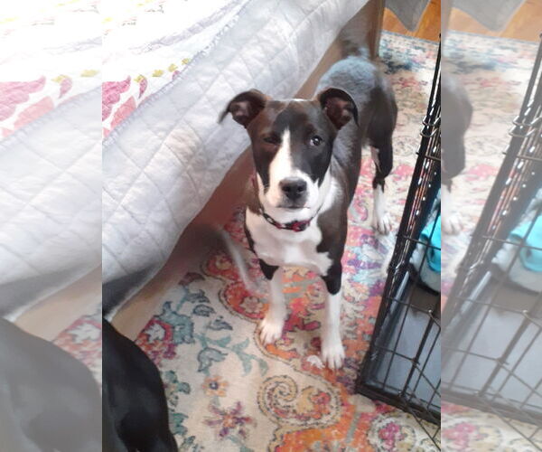 Medium Photo #7 American Pit Bull Terrier-Unknown Mix Puppy For Sale in Binghamton, NY, USA