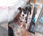 Small #6 American Pit Bull Terrier Mix