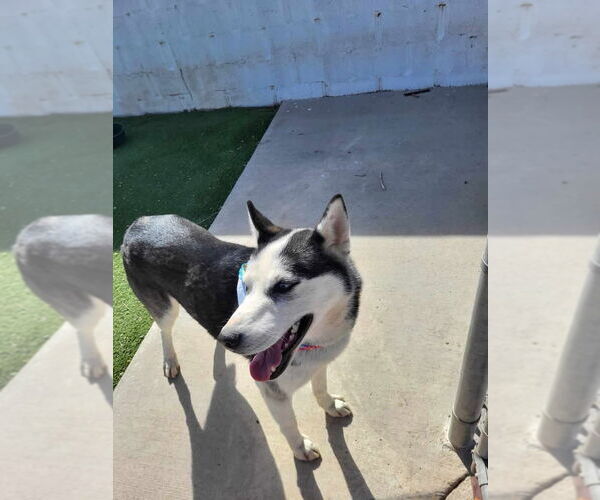 Medium Photo #6 Siberian Husky Puppy For Sale in Cedar Crest, NM, USA