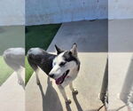 Small #5 Siberian Husky